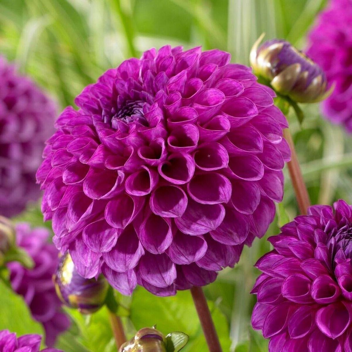 Green River Nina Dahlia Perennial Flowers Seeds  25 Premium Dahlia Flower Seeds for Bouquets, Borders & Pots  Vibrant Summer Blooms with green Foliage  Full Sun Cottage Garden & Pollinator-Friendly Pr