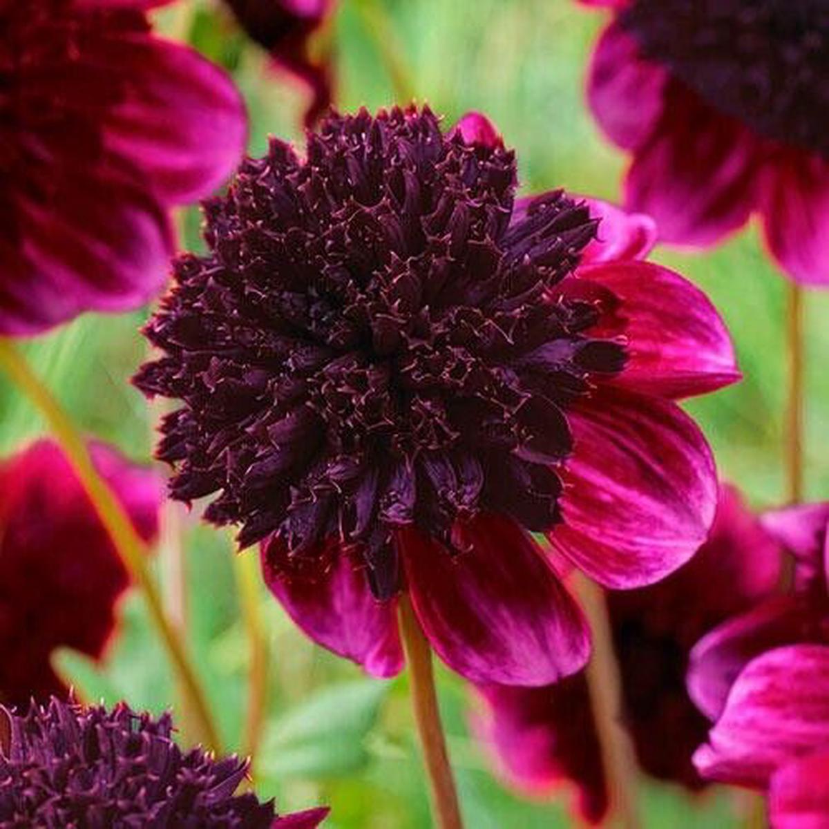 Green River Rock Star Dahlia Perennial Flowers Seeds  25 Premium Dahlia Flower Seeds for Bouquets, Borders & Pots  Vibrant Summer Blooms with green Foliage  Full Sun Cottage Garden & Pollinator-Friend