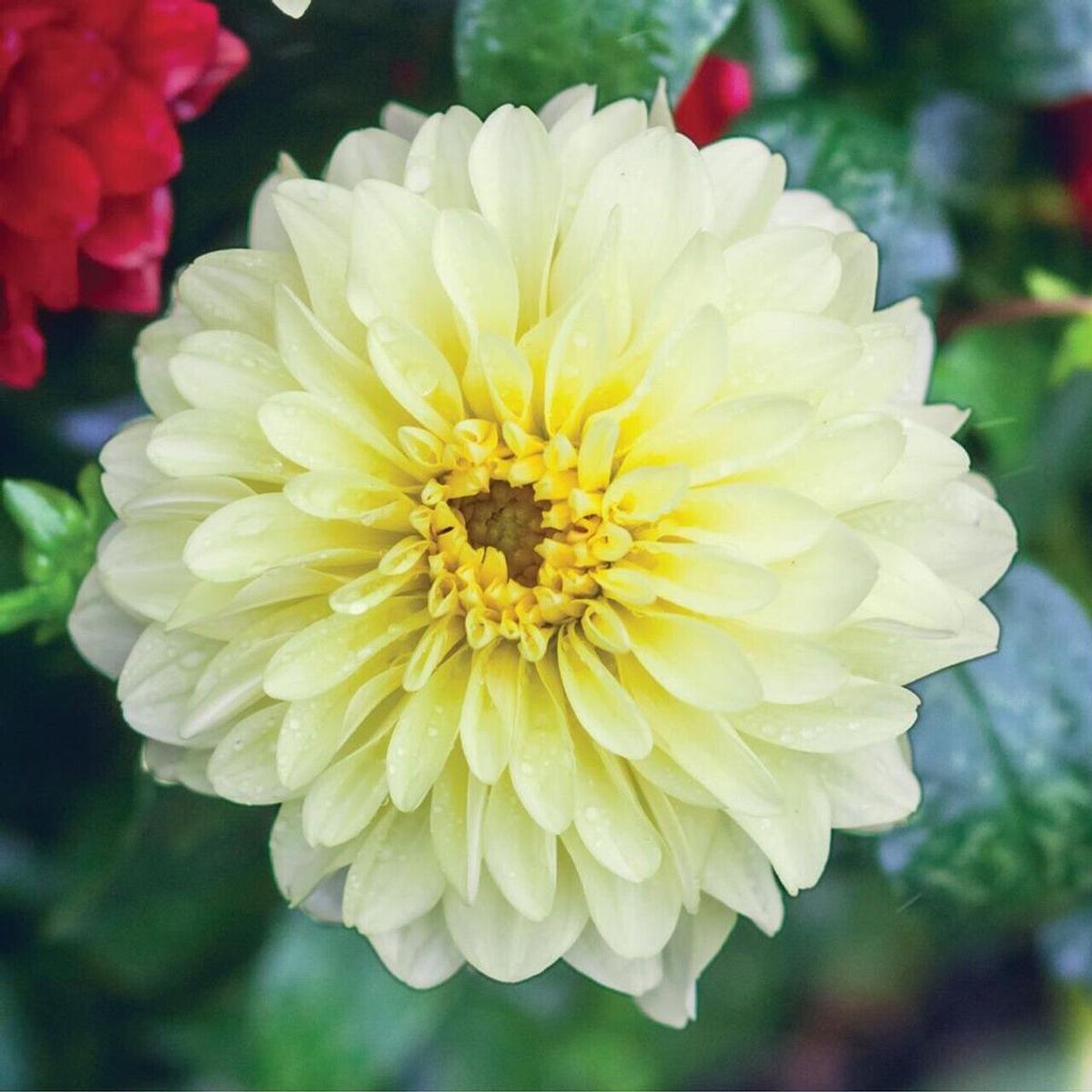 Green River Serenade Dahlia Perennial Flowers Seeds  25 Premium Dahlia Flower Seeds for Bouquets, Borders & Pots  Vibrant Summer Blooms with green Foliage  Full Sun Cottage Ga
