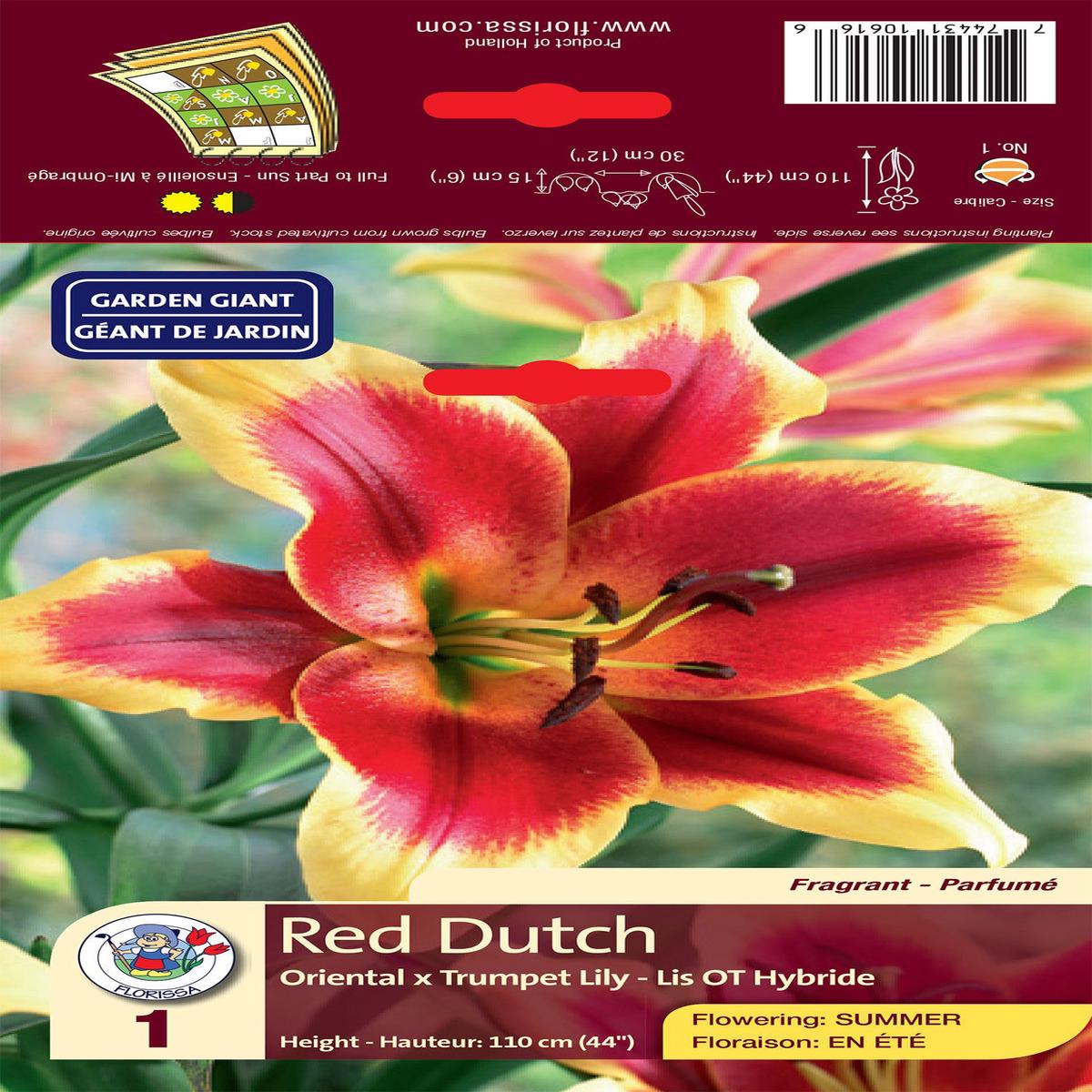 Lily - Oriental x Trumpet- Red Dutch