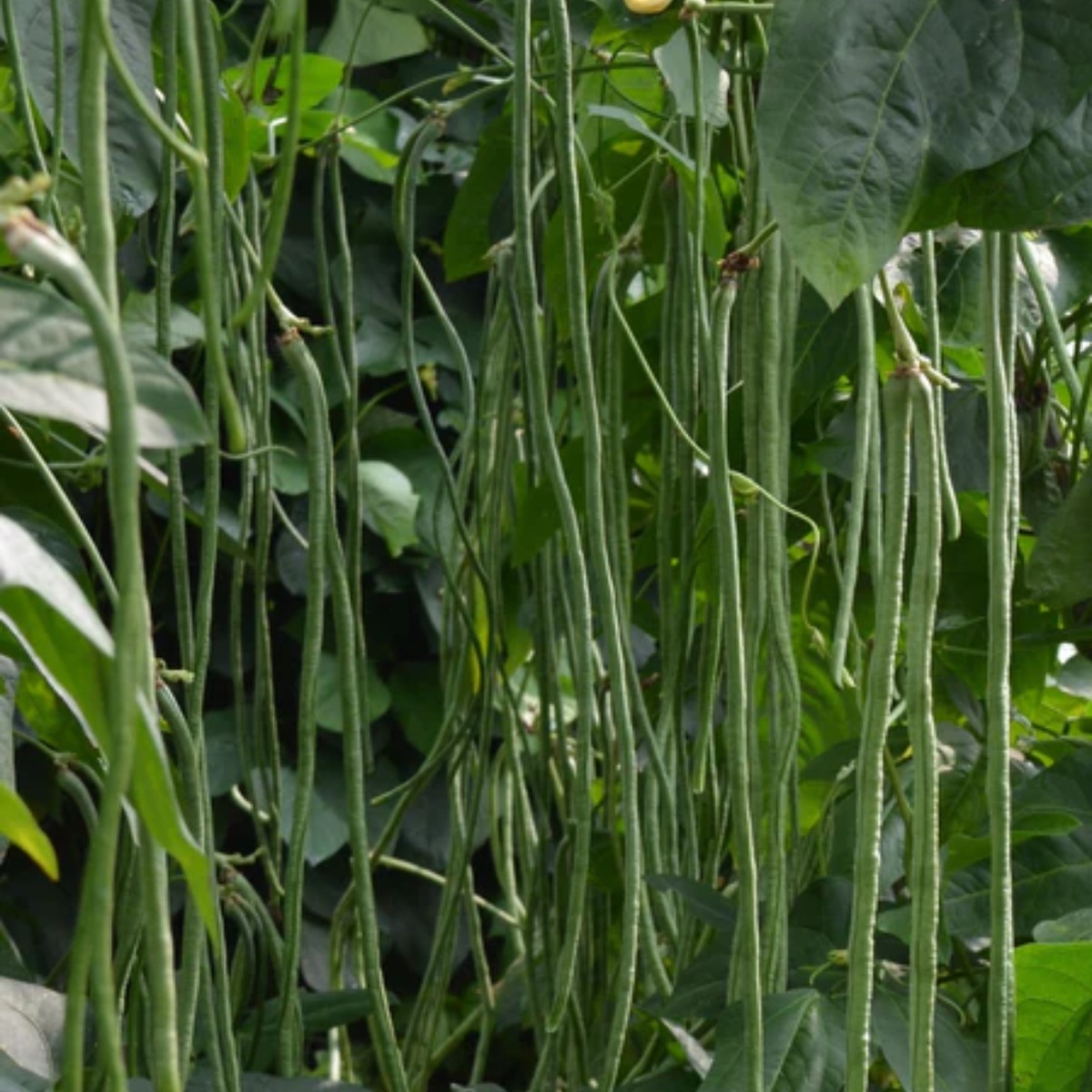 Noodle King Bean West Coast Seeds