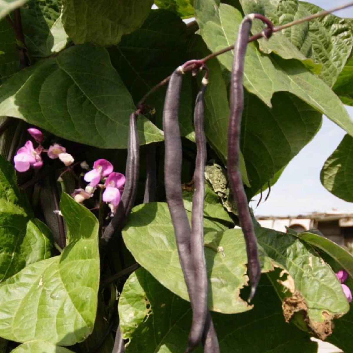 Purple Peacock Bean Pole West Coast Seeds