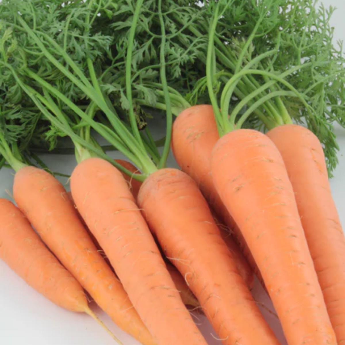 Resistafly F1 Carrot West Coast Seeds