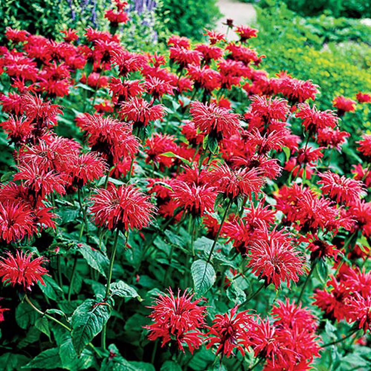 Seed Packets, Bee Balm.
