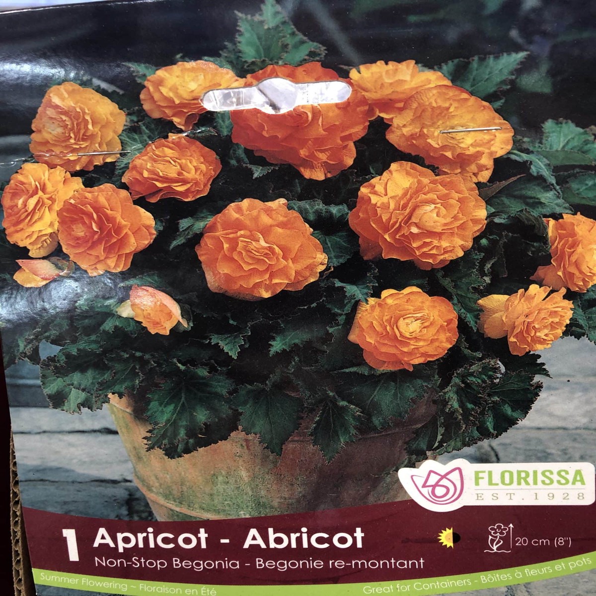 Spring Bulbs - Begonia Apricot-Florissa