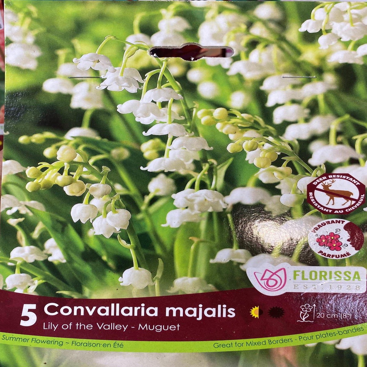 Spring Bulbs - Convallaria Majalis Lily Of The Valley-Florissa
