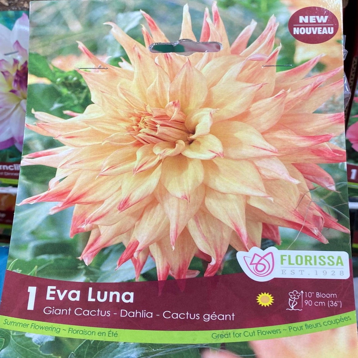 Spring Bulbs - Eva Luna Giant Cactus Dahlia-Florissa
