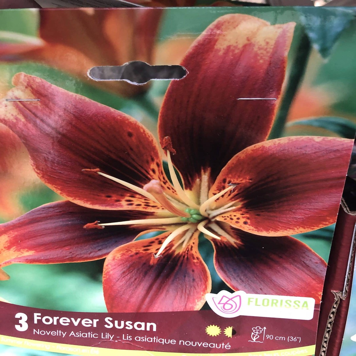 Spring Bulbs-Lily Asiatic Forever Susan-Florissa