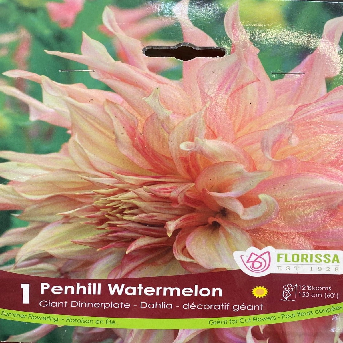 Spring Bulbs - Penhill Watermelon Giant Dinnerplate Dahlia-Florissa