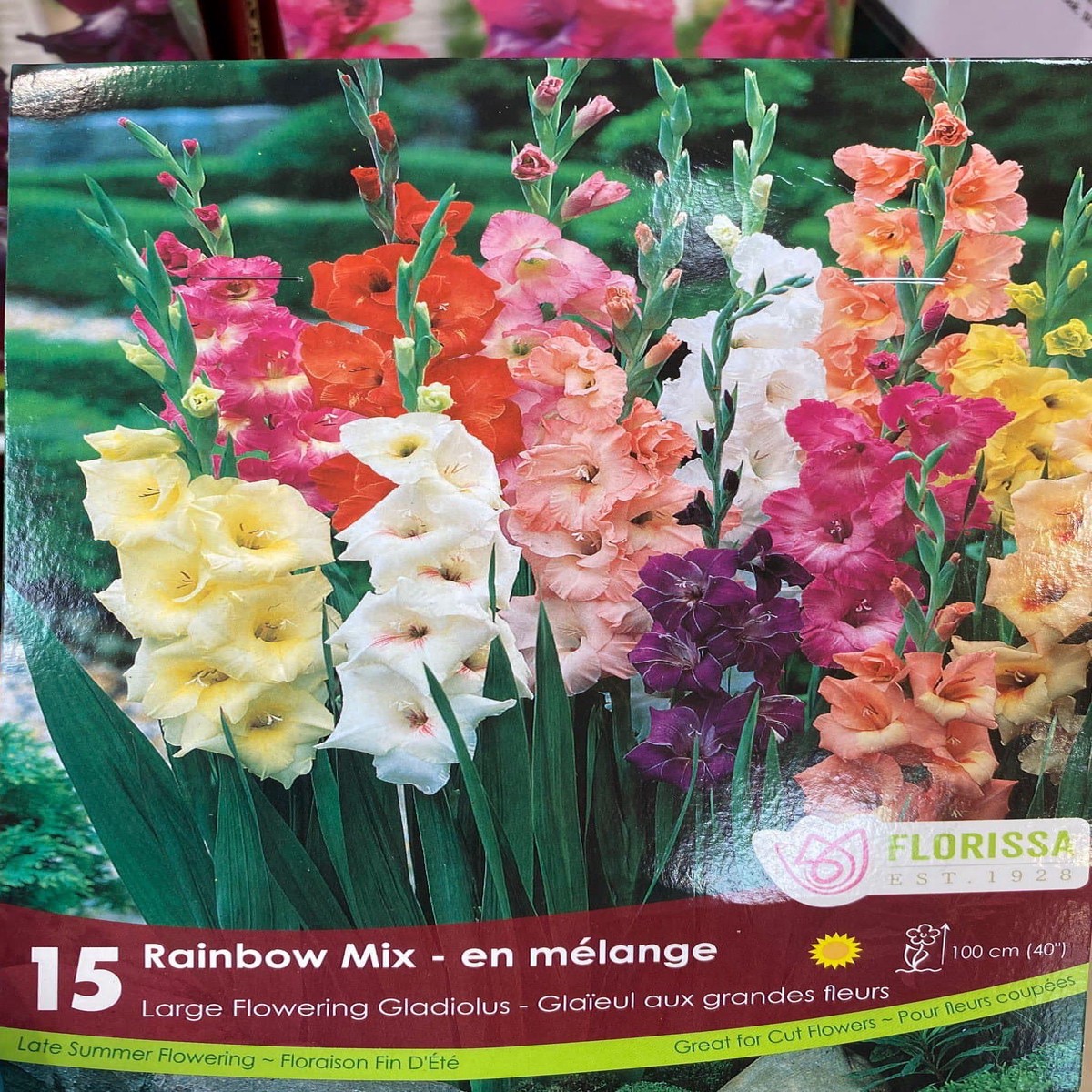 Spring Bulbs - Rainbow Mix En Melange Large Flowering Gladiolus-Florissa