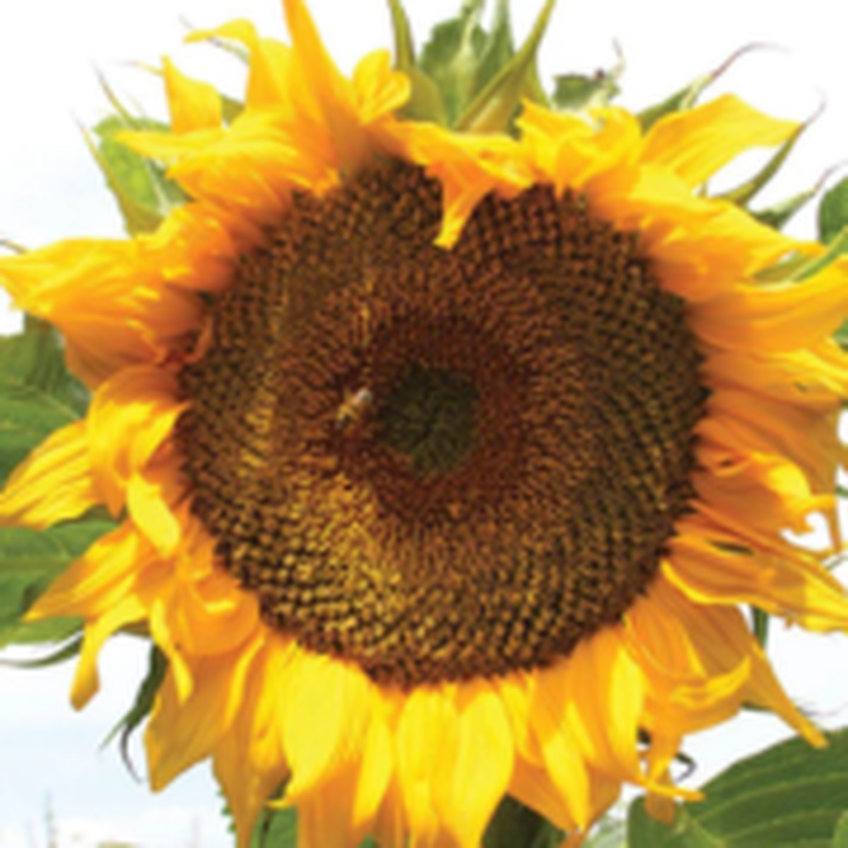 Taiyo Organic Sunflower West Coast Seeds