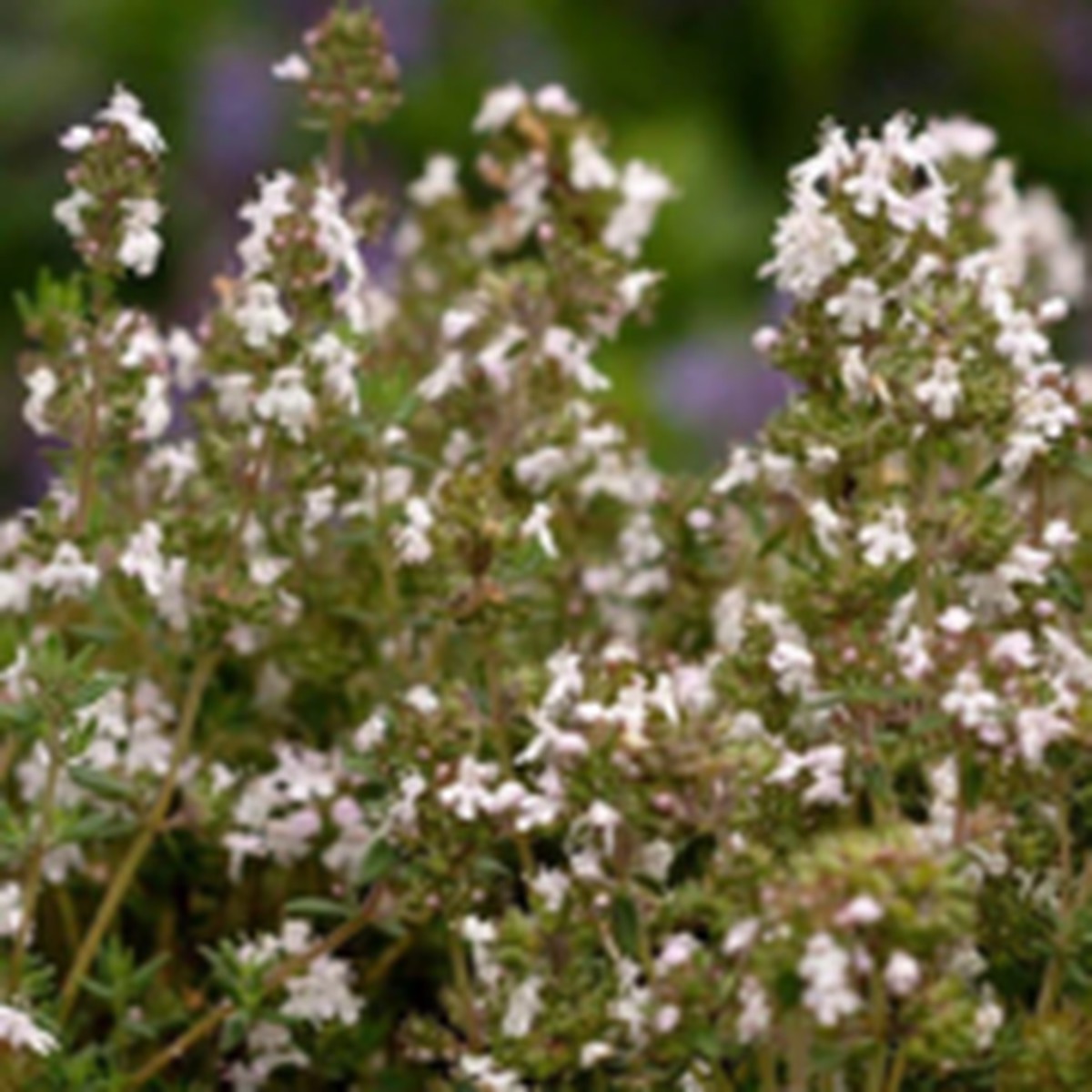 Winter English Thyme West Coast Seeds