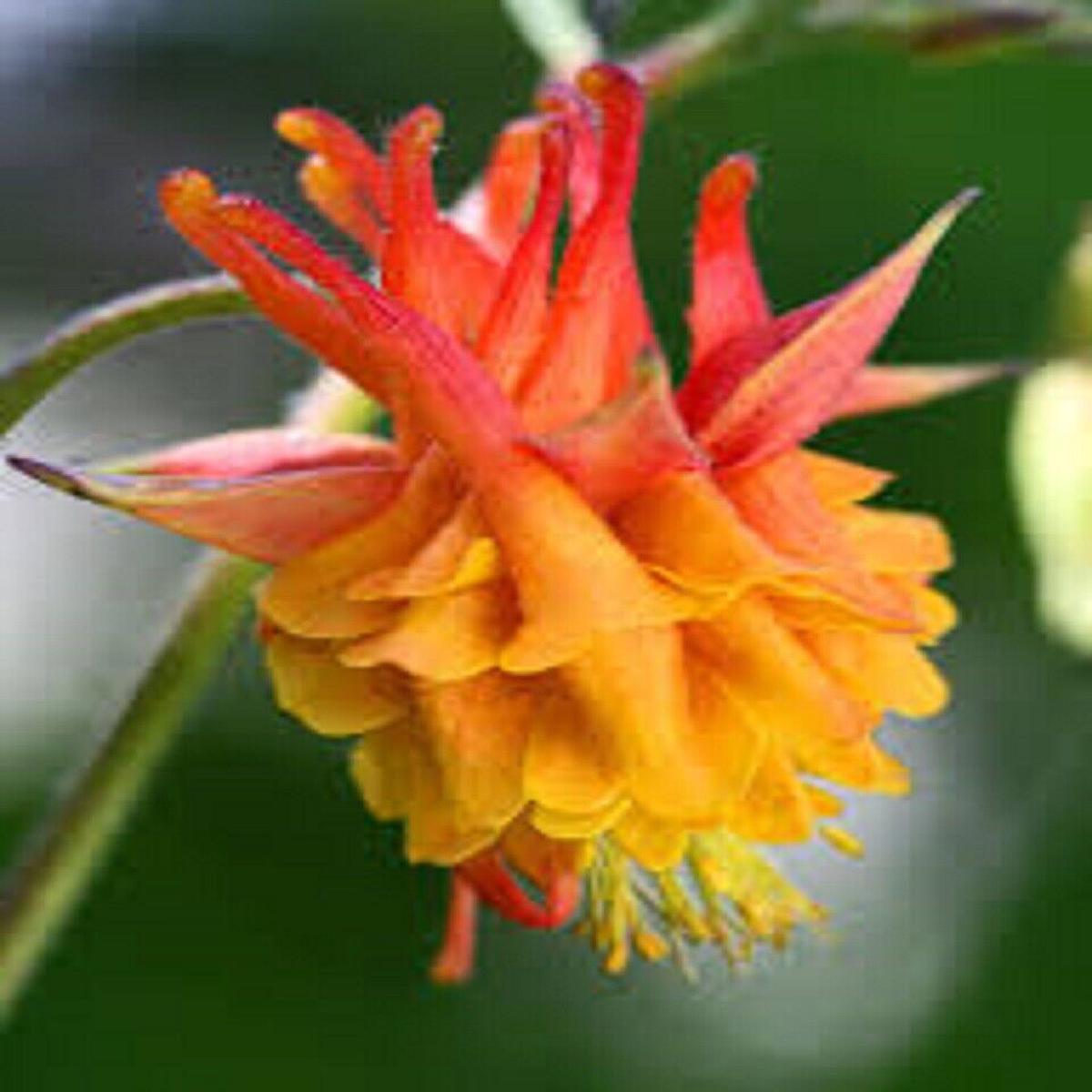 50 Double Orange Yellow Columbine Seeds Flower Perennial Flowers Seed Bloom 143