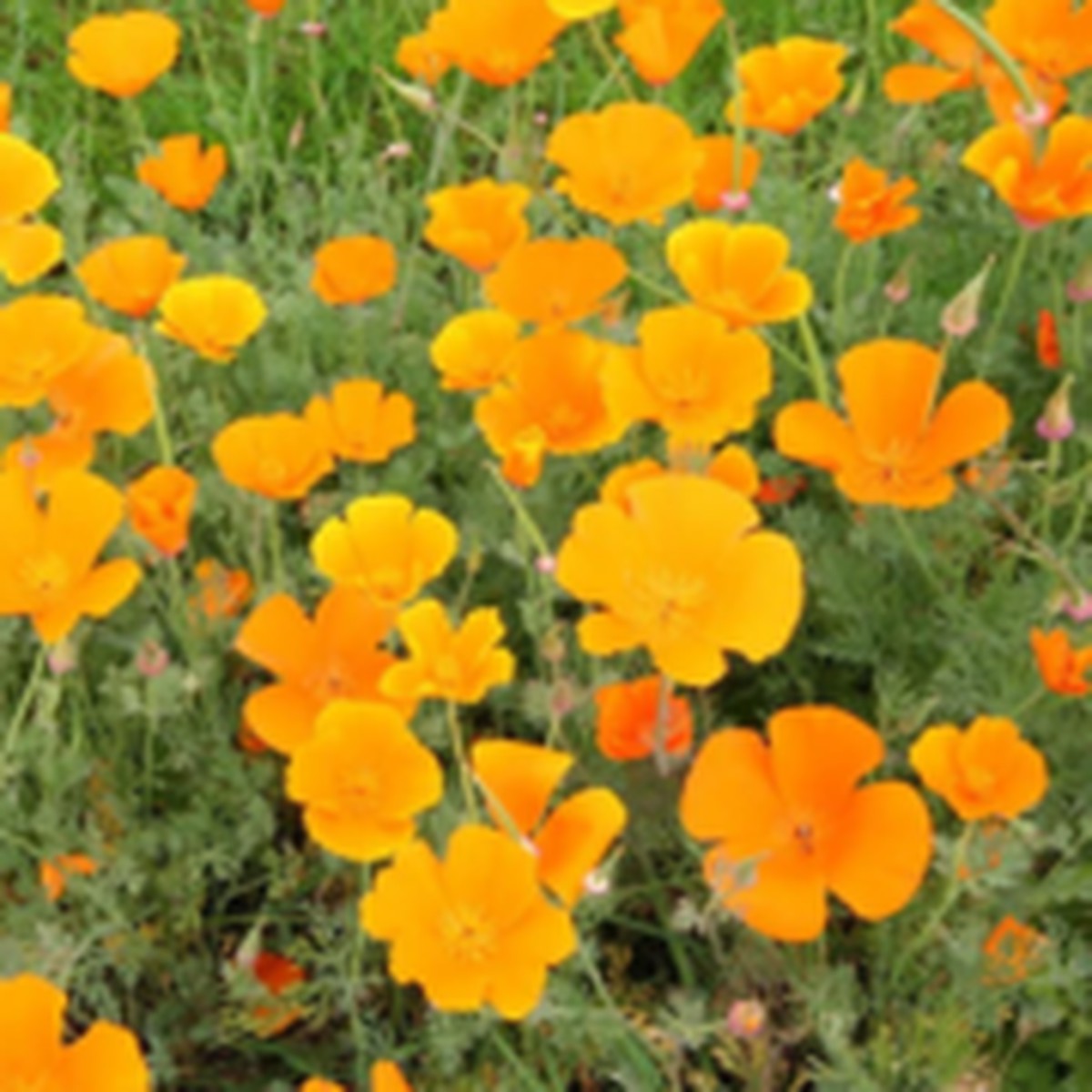 California Orange Poppy West Coast Seeds