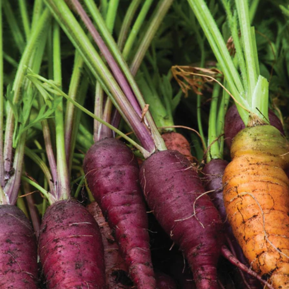 Cosmic Purple Carrot West Coast Seeds