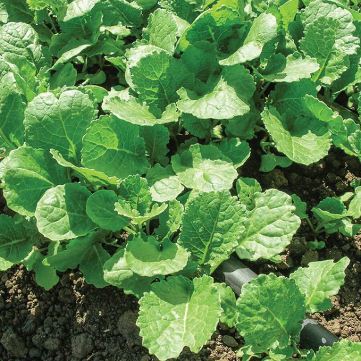 Ethiopian (Amara) Kale West Coast Seeds