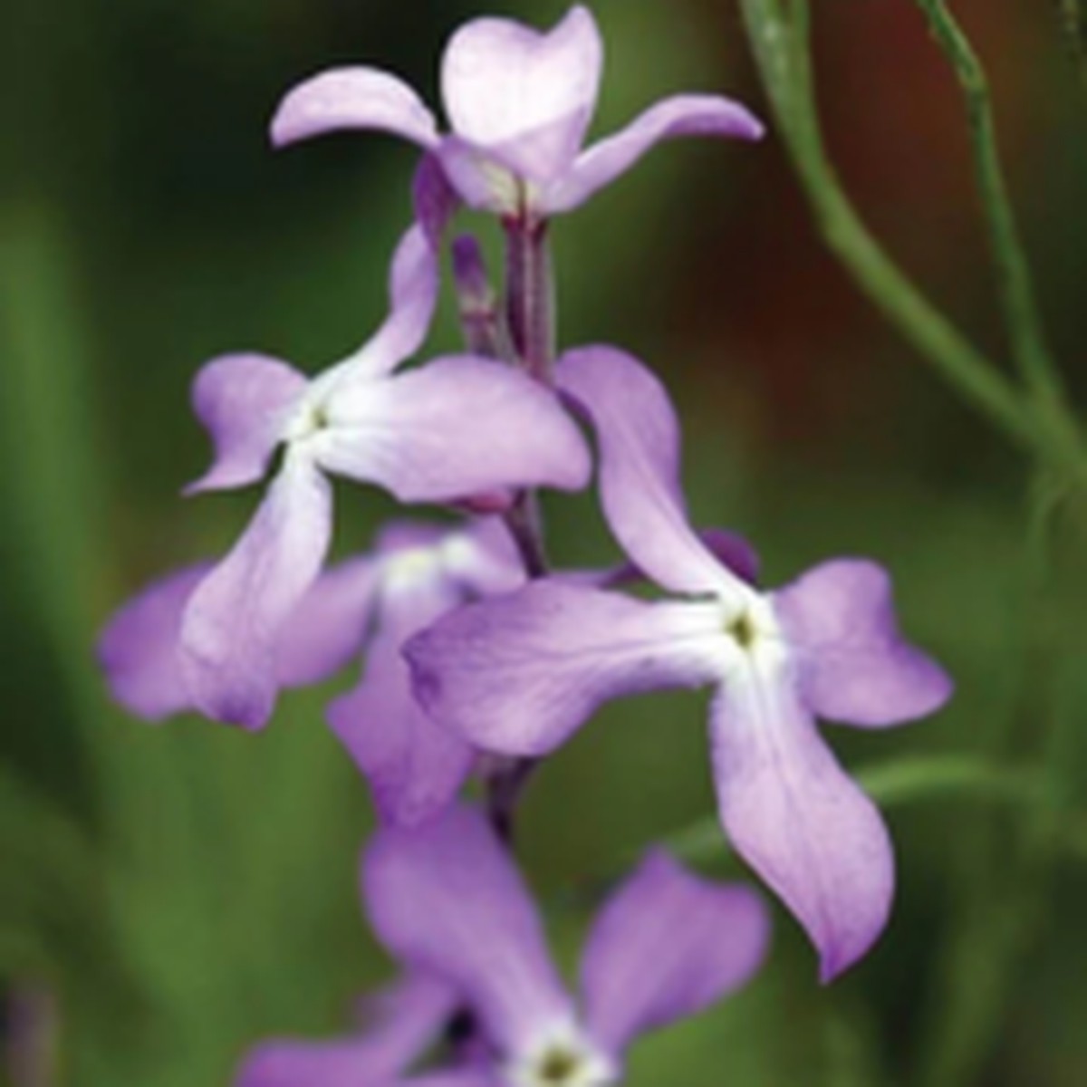 Evening Scented Stocks West Coast Seeds