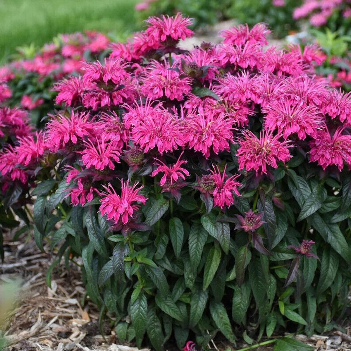 Green River 100 Berry Bee Balm Seeds Premium Perennial Flower Seeds for Pollinator Gardens & Cut Flowers Drought-Tolerant Deer Resistant Fragrant Purple Blooms Ideal for Outdoor