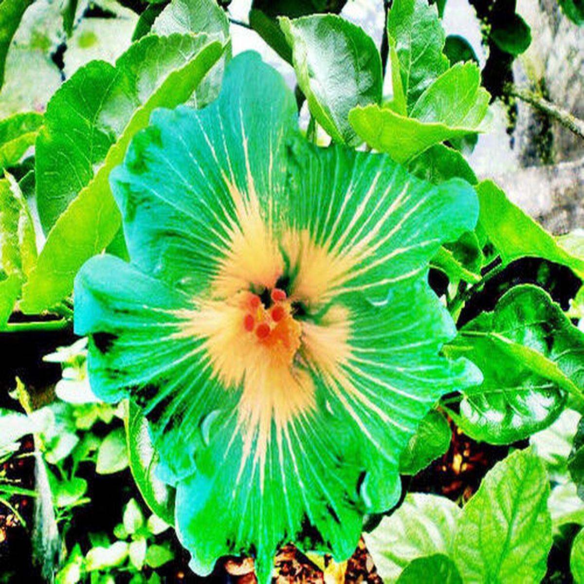 Green River 20 Green Yellow Hibiscus Seeds - Premium Perennial Flower Seeds Pack for Tropical & Pollinator Gardens, Hardy Outdoor Seeds for Full Sun & Well-Drained Soil, Vibrant