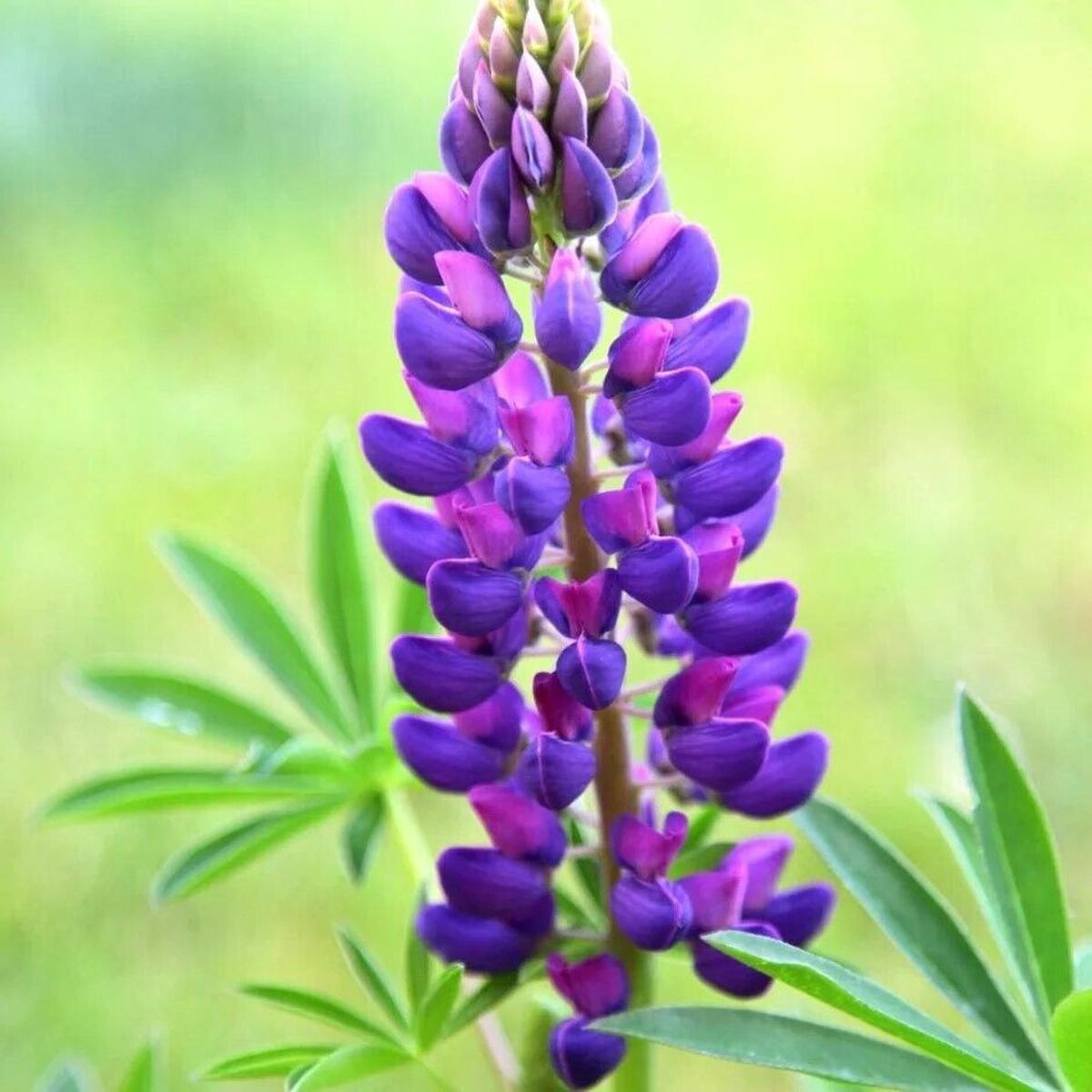 Green River 25 Gallery Blue Lupine Seeds - Vibrant Spiky Blooms, Fast Growing Perennials, Premium Seeds, Decor Decoratives Thrives in Cool Climates, Spring Full Sun