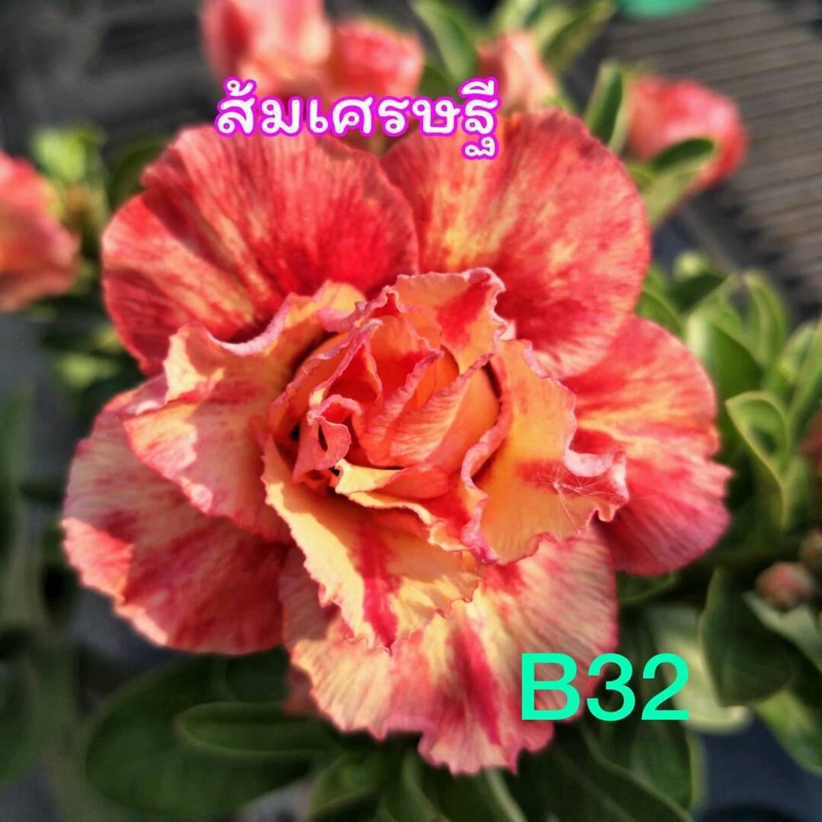 Green River 4 Fire Dancer Desert Rose Seeds - Premium Exotic Succulent Flower Seeds for Indoor Pots Bonsai & Tropical Decor Drought-Tolerant, Easy to Grow Unique Trunk, Premium Seed Pack for Collector