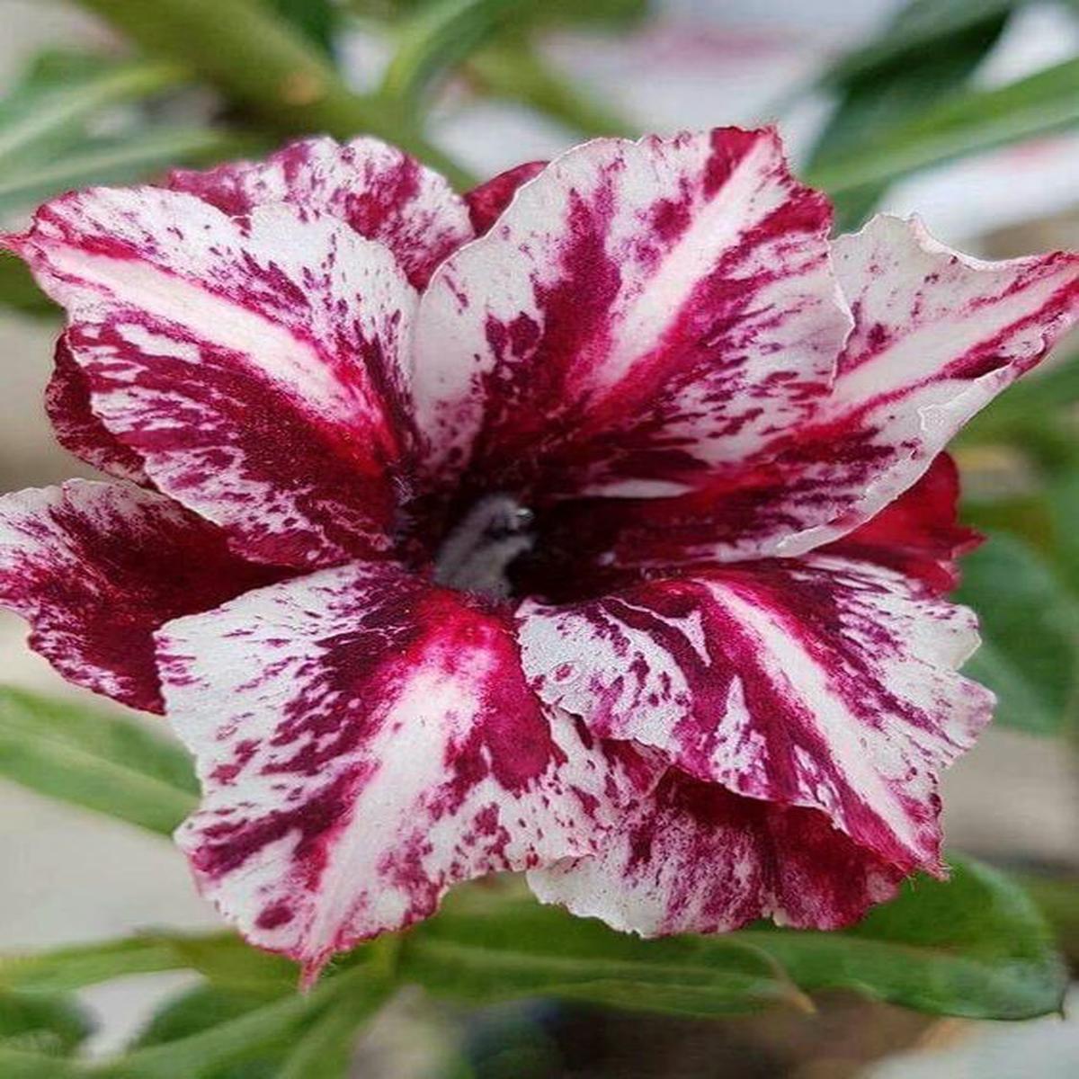 Green River 4 White Purple Desert Rose Seeds - Premium Exotic Succulent Flower Seeds for Indoor Pots Bonsai & Tropical Decor Drought-Tolerant, Easy to Grow Unique Trunk, Premium Seed Pack for Collecto