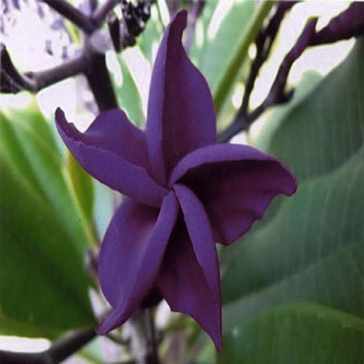 Green River 5 Dark Purple Plumeria Seeds - Flower Seed Pack, Premium Tropical Blooms, Fragrant Perennial Plants for Garden Charm, Ideal for Leis and Containers