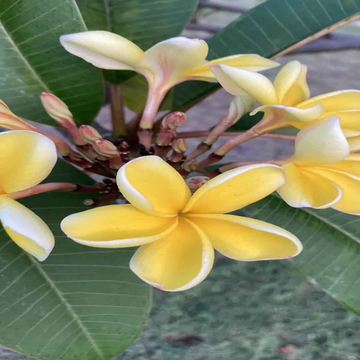 Green River 5 Yellow White Pink Plumeria Seeds - Flower Seed Pack, Premium Tropical Blooms, Fragrant Perennial Plants for Garden Charm, Ideal for Leis and Containers