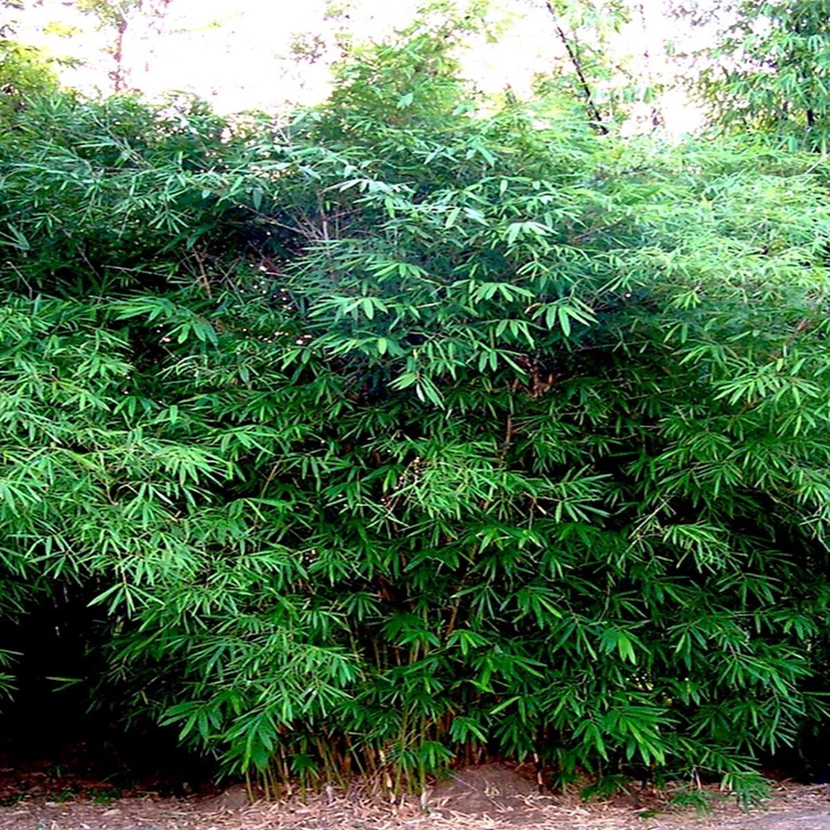 Green River 50 Dwarf Malay Bamboo Seeds - Tall Bamboo Plant Seeds for Privacy Screens & Garden Landscaping  Premium Bamboo Seeds for Planting Outdoors or in Pots  Non-Invasive Fast-Growing Lawn Plants