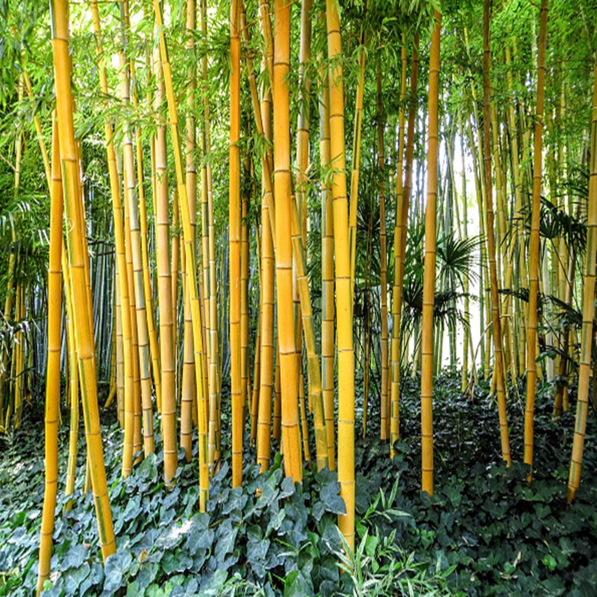 Green River 50 Golden Groove Bamboo Seeds - Tall Bamboo Plant Seeds for Privacy Screens & Garden Landscaping  Premium Bamboo Seeds for Planting Outdoors or in Pots  Non-Invasiv