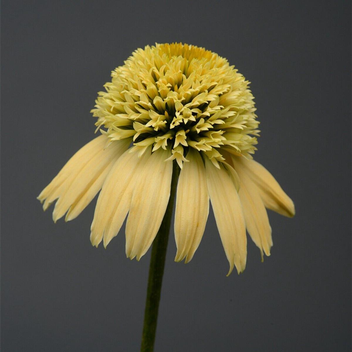 Green River 50 Lemon Cream Coneflower Seeds - Drought-Tolerant Decor Seeds for Pollinator Gardens, Perennial Blooms, Ideal for Summer Conditions