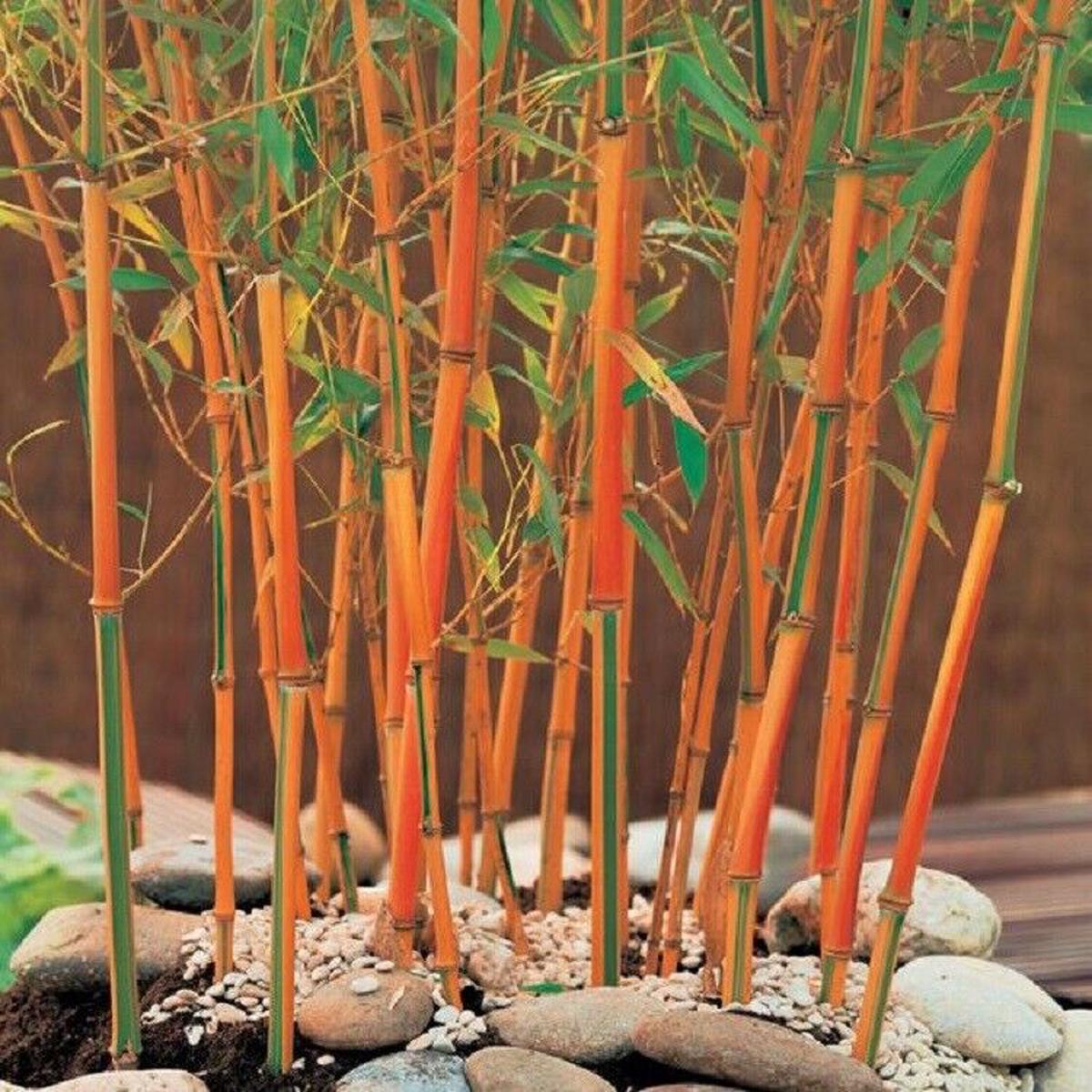Green River 50 Red Bamboo Seeds - Tall Bamboo Plant Seeds for Privacy Screens & Garden Landscaping  Premium Bamboo Seeds for Planting Outdoors or in Pots  Non-Invasive Fast-Gro