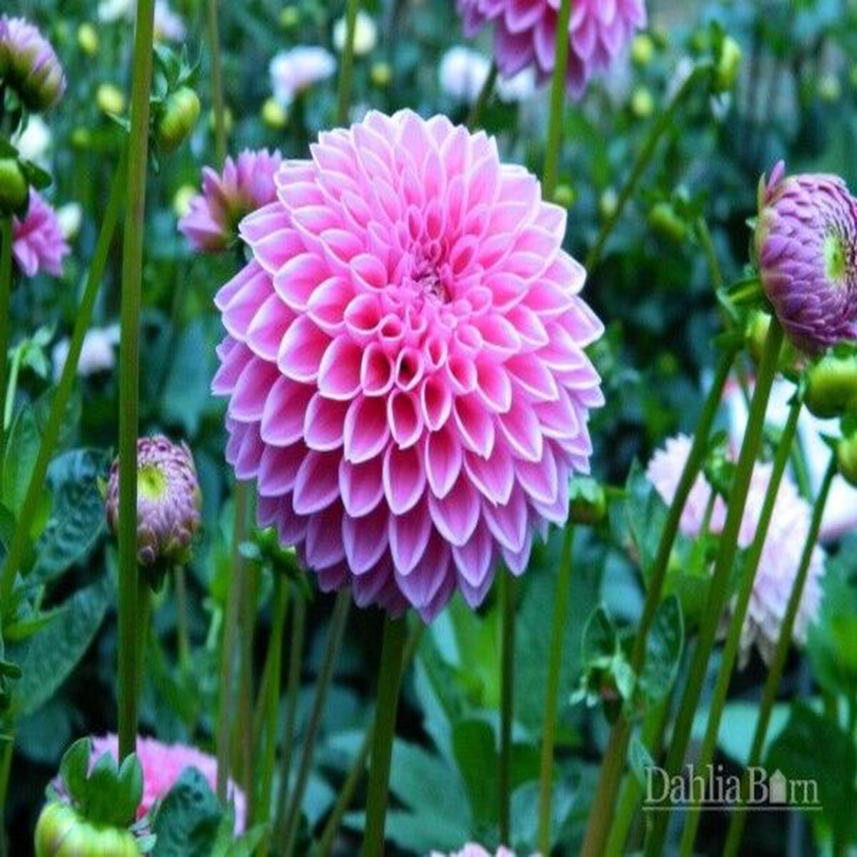 Green River Sabrina Dahlia Perennial Flowers Seeds  25 Premium Dahlia Flower Seeds for Bouquets, Borders & Pots  Vibrant Summer Blooms with green Foliage  Full Sun Cottage Gar