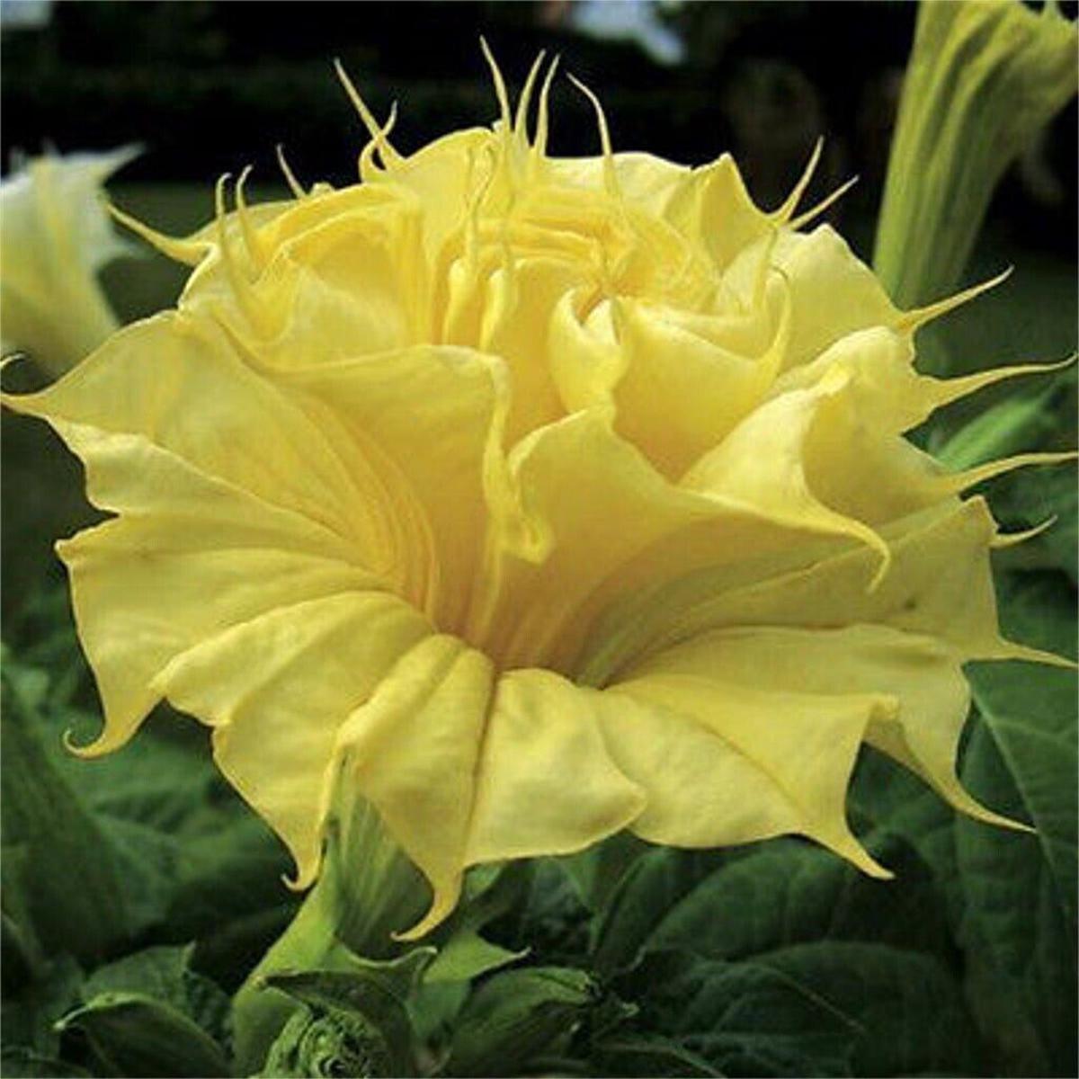 Green River Seeds 10 Golden Queen Angel Trumpet Seeds - Premium Brugmansia Flowers for Pots Patios & Cottage Gardens - Fast Growing Exotic Scented Blooms for Full Sun Zones