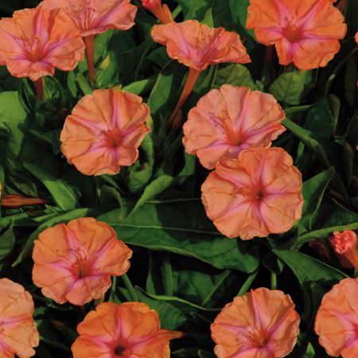 Green River Seeds 25 Marbles Salmon Sunset Four O'clock Flowers Seeds - Perennial Flower Seed Pack, Fragrant Night Blooming for Pollinator Gardens, Easy to Grow, Heirloom Seeds f