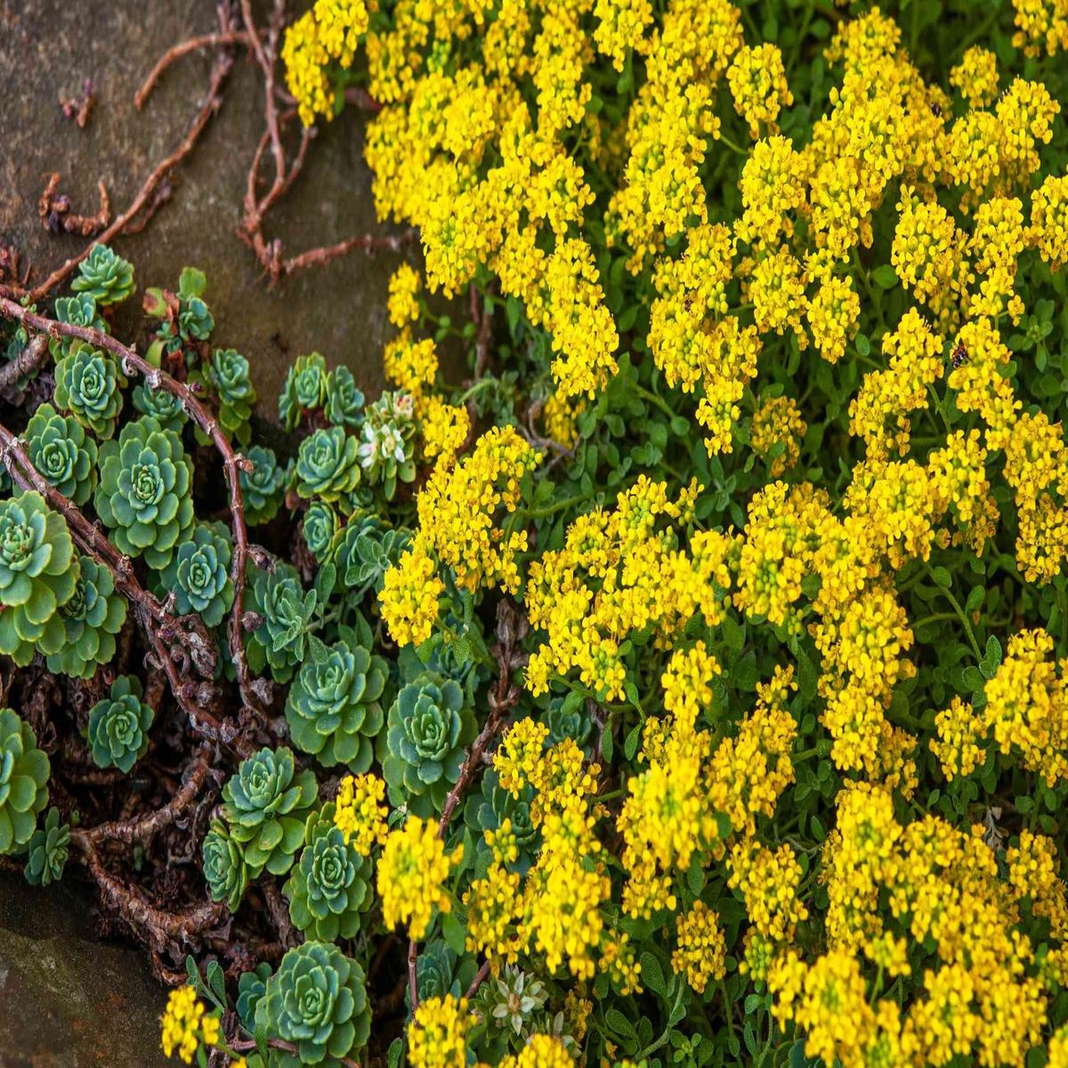 Green River Seeds 25 Sweet Alyssum Yellow Seeds - Tiny Colorful Flowers for Spring and Fall Gardening, Ideal for Hanging Baskets and Pathways