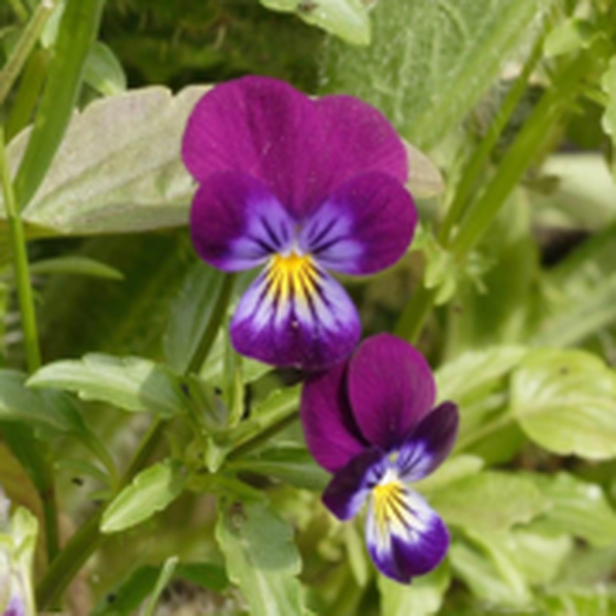 Johnny Jump Up Viola West Coast Seeds