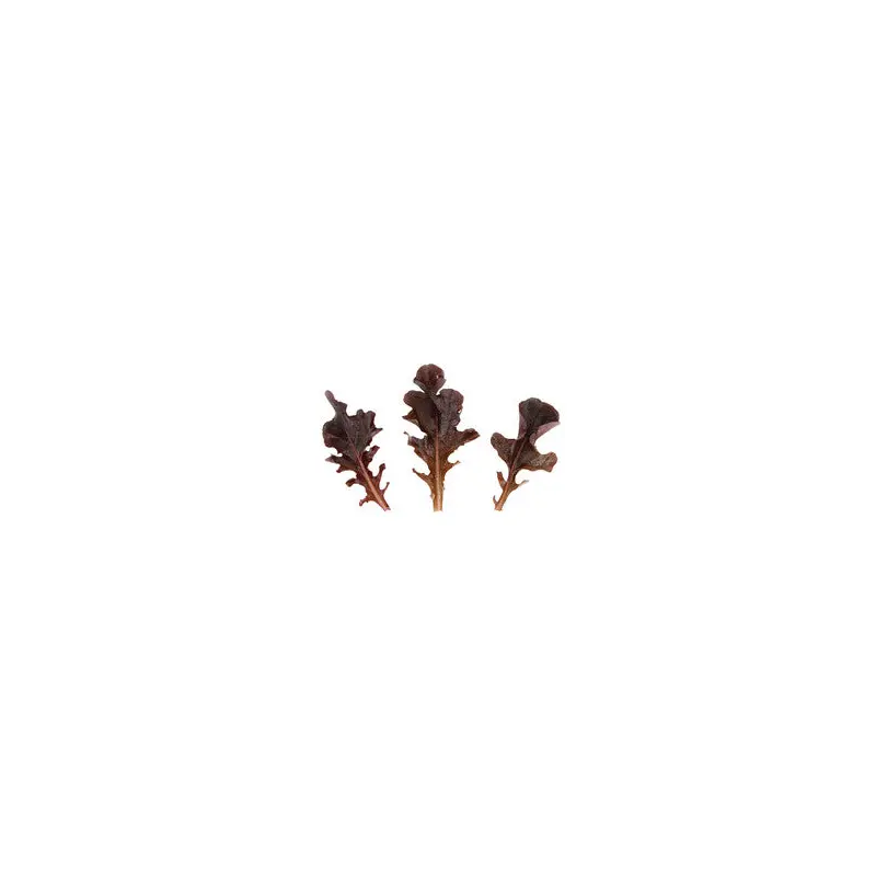 Lettuce Oakleaf Cantrell RZ Seeds