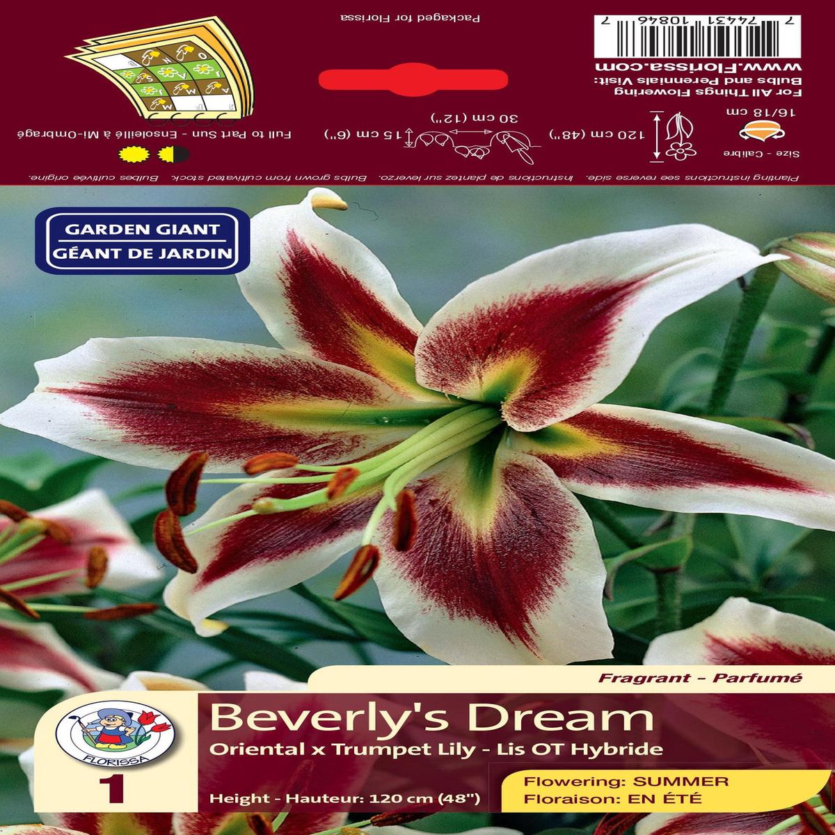 Lily - Oriental x Trumpet- Beverly's Dream