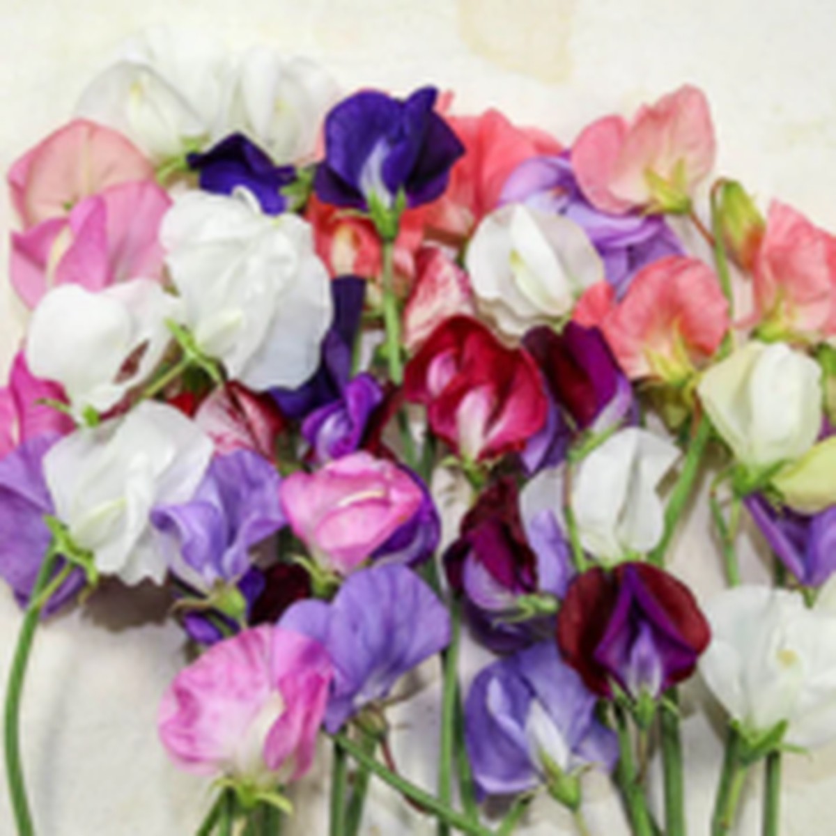 Old Spice Blend Sweet Pea West Coast Seeds