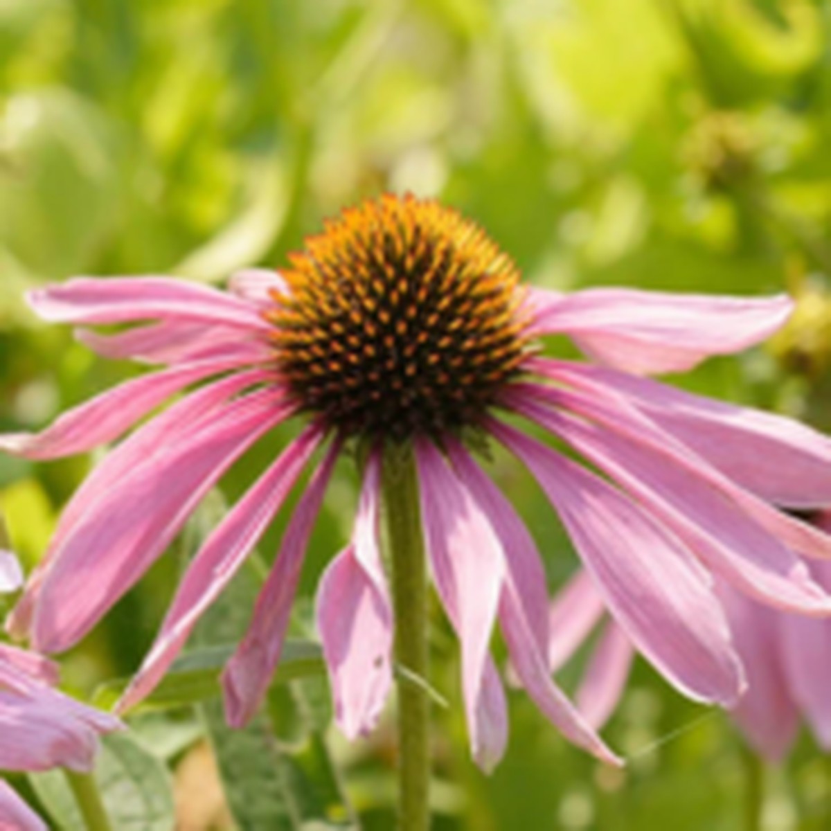 Purple Coneflowers Enchinacea West Coast Seeds