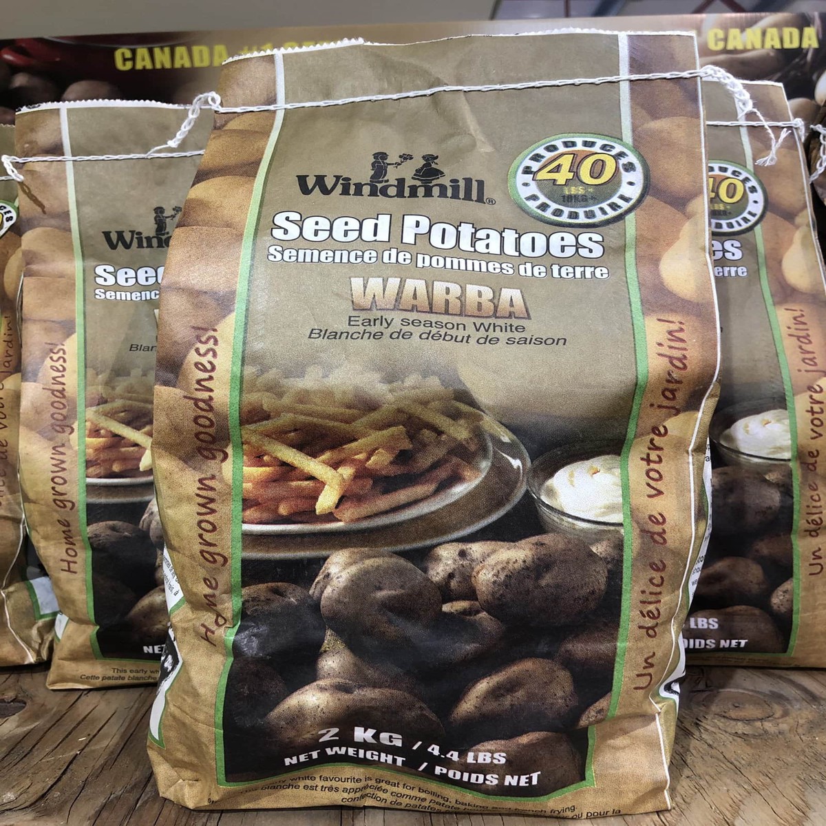 Spring Bulbs-Seed Potatoes Warba-Windmill
