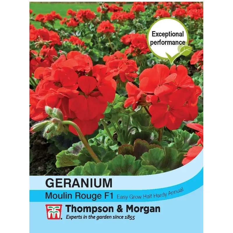 Thompson & Morgan Geranium Moulin Rouge 6 Seed