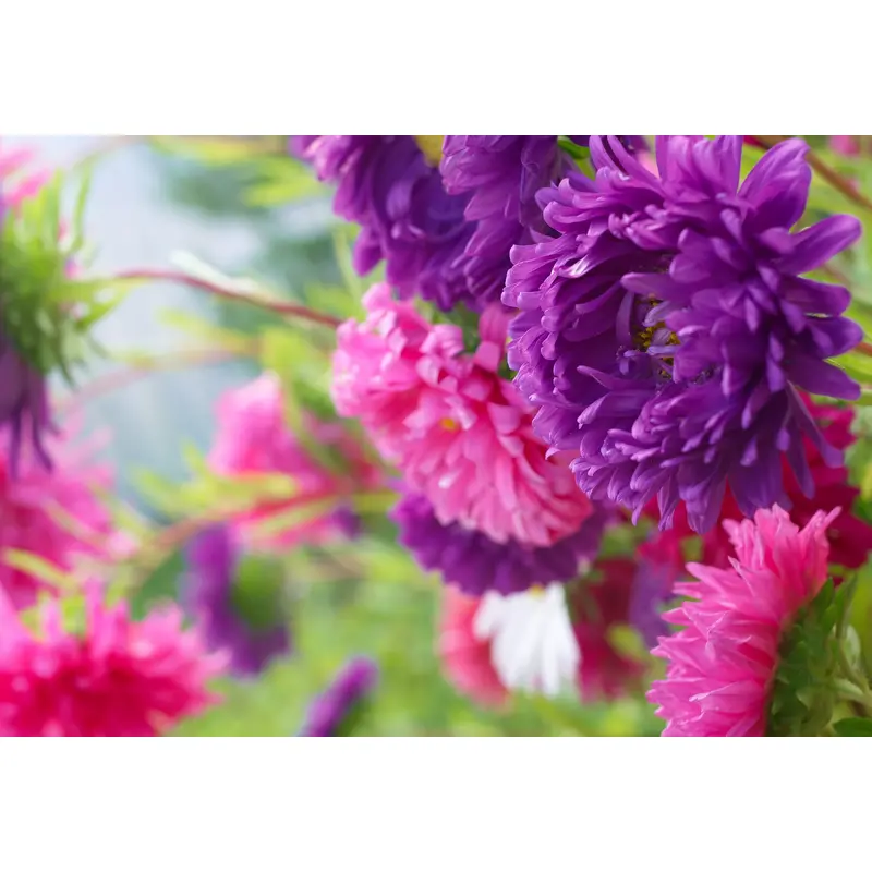 Aster Carousel Mixed Seeds