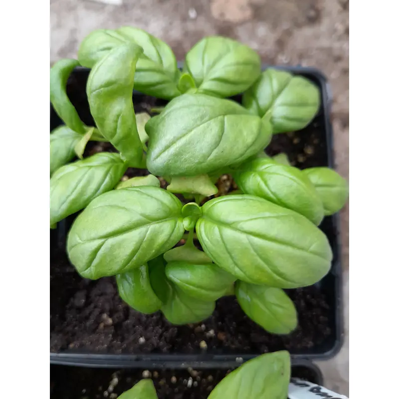 Basil Nufar hybrid Seeds