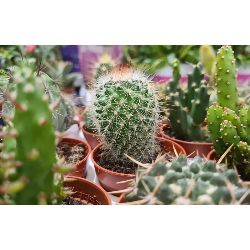 Cactus Crown Mix Seeds