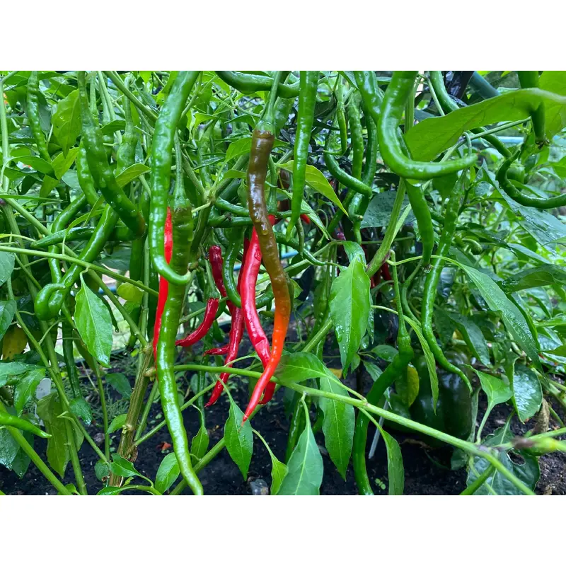 Chilli Pepper Vindaloo F1 Hybrid Seeds