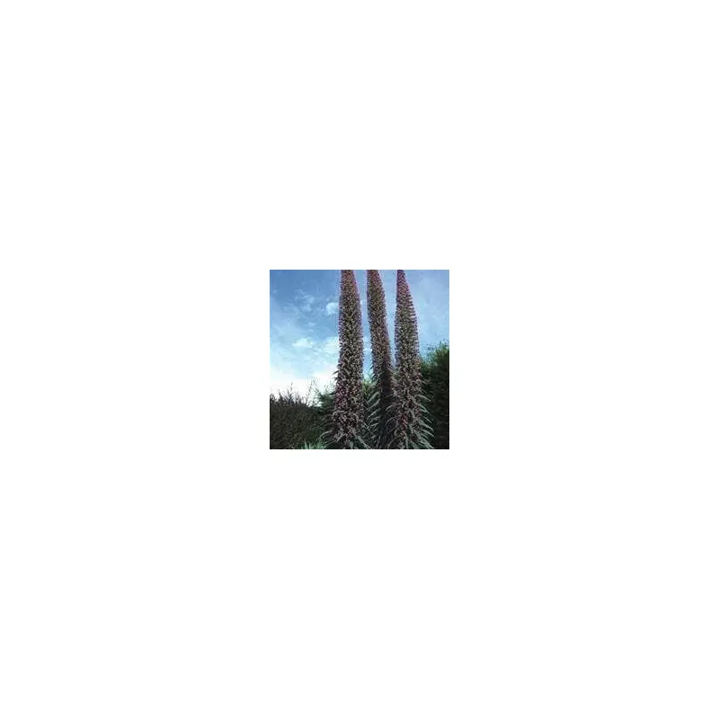 Echium pininana Pink Fountain Seeds