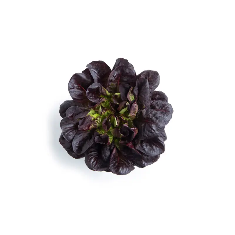 Lettuce Salanova Manet RZ (79-Ml2589) Untreated Seeds