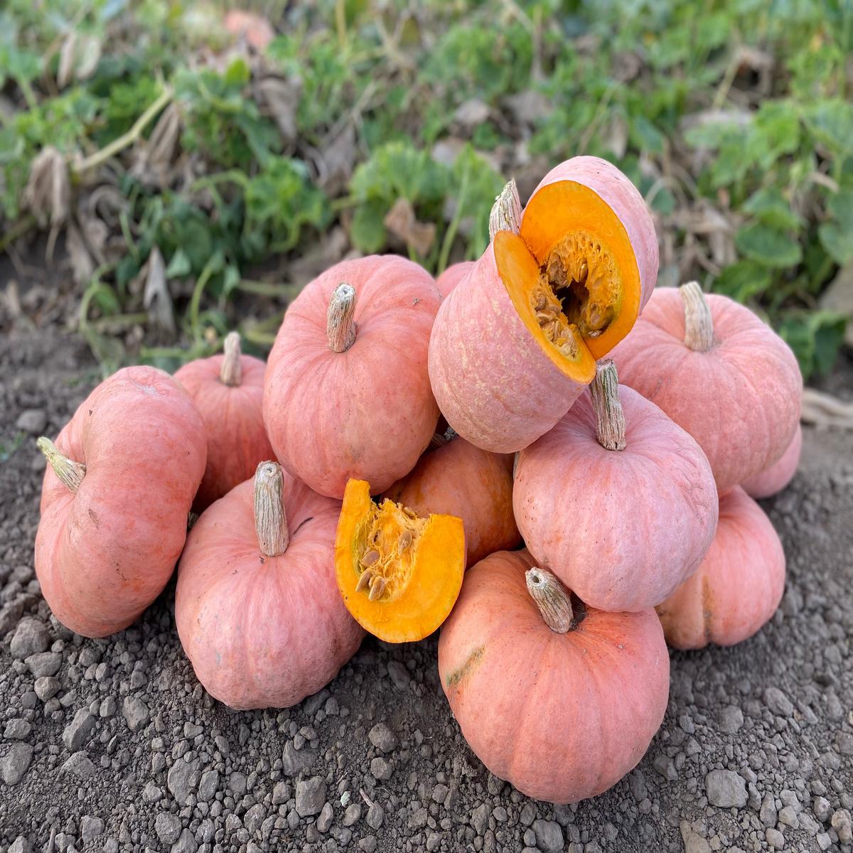 Pumpkin Pink Panther F1 Seeds